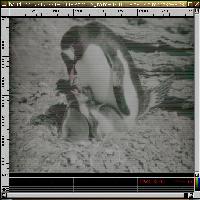 Penguins